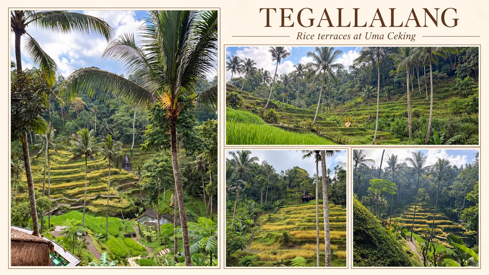 Layered rice fields and palms viewed from above at Uma Ceking
